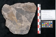 Foto (Objekt + Etikett) von Ficus praelanceolata Ettingshausen (NHMW-GEO-2024-0188-10223)